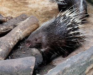 Wildlife of The Porcupine in zoo at Thailand