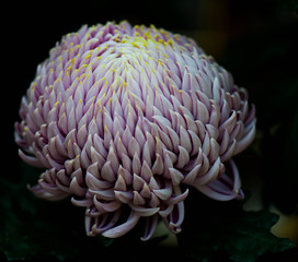 Purple Chrysanthemum
