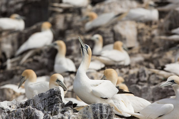 Obraz premium Northeern gannet (Morus bassanus) perched on cliff at colony