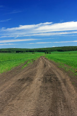 Fototapeta na wymiar A dirt road in the field