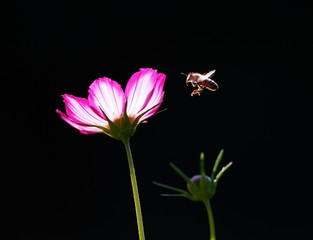 Garten,Sommerblume,Schmuckkörbchen