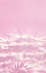 Fototapeta na wymiar Fluffy dandelion flowers with seeds on pastel pink background with empty space.