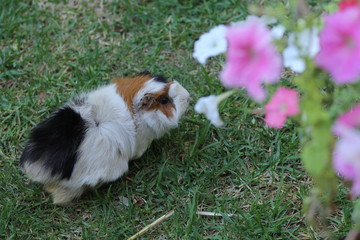 guinea pig on the grass with a flower