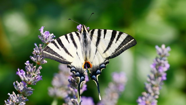 Segelfalter und Lavendel