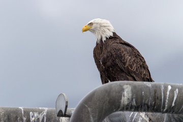 Two Bald Eagles Perched
