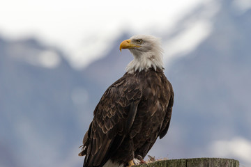 Bald Eage Perched