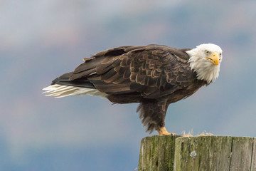 Bald Eagle Perched Close Up