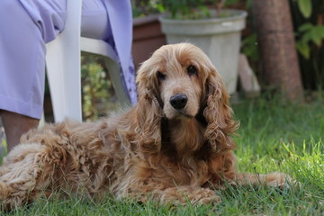  cocker spaniel lying in th grass