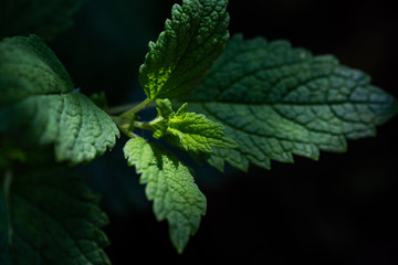 Another peppermint in the herb garden and sunlight