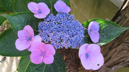 額あじさいの花