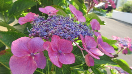 額あじさいの花