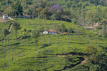 Silver Oak trees ( Grevillea robusta ) dominate the landscape in a tea plantation in Tamil Nadu....