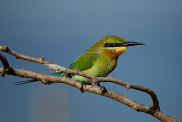 Obraz premium Blue-tailed Bee-eater - Merops philippinus, beautiful colored bee-eater from Sri Lankan forests and woodlands.