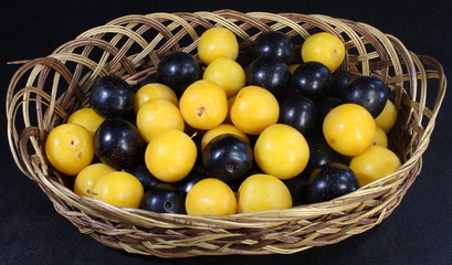 Yellow and blue plums in a wicker basket.