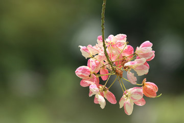 Rainbow shower tree blooming flowers beautiful color in nature background