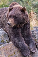 Fototapeta na wymiar Grizzly Bear Close Up
