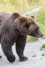 Grizzly Bear Walking