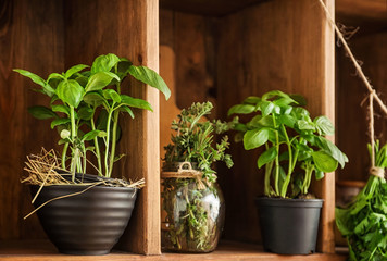Pots with different herbs on wooden shelf