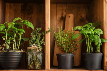 Pots with different herbs on wooden shelf