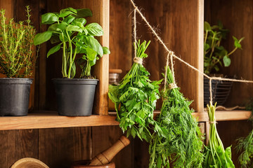 Pots and bunches with fresh herbs hanging on string near wooden shelves