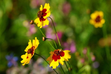Garten,Sommergarten,Blumenbeet