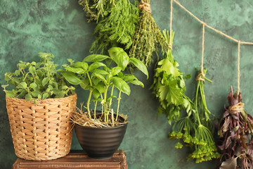 Pots with fresh herbs and bunches hanging on color background