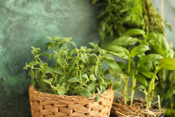 Naklejka premium Wicker pot with oregano plant near color wall