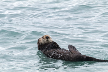Sea Otter Swimming