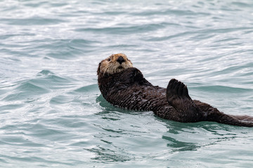Sea Otter Swimming