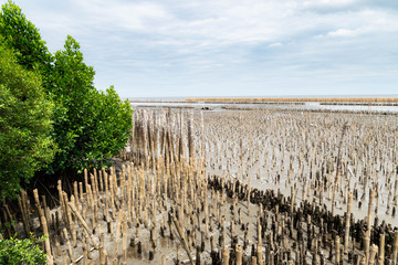 Fototapeta na wymiar Breakwater made of bamboo at mangrove forest.