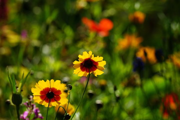 Garten,Sommergarten,Blumenbeet