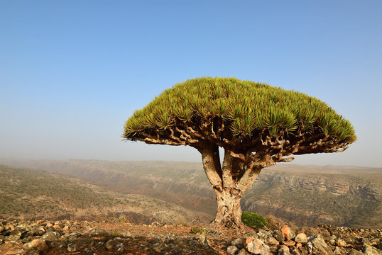 Dragon blood trees, Socotra, Yemen