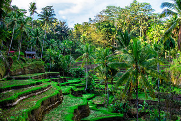 Obraz premium Rice fields with palm on Bali, Indonesia