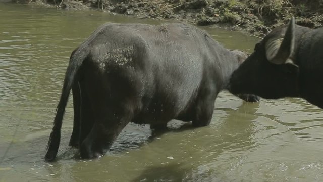 Wild buffalo female pisses standing in a river while big bull sniffs her