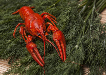 Red boiled crawfish on herb background 