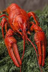 Close-up of big red boiled lobster on green drill background. Sea food. Beer snacks.