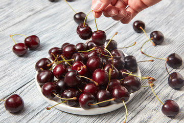 Female hands holding cherry above the plate with ripe red cherry on a gray wooden background.