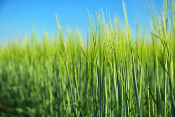 Wheat green spikelets in field on sunny day