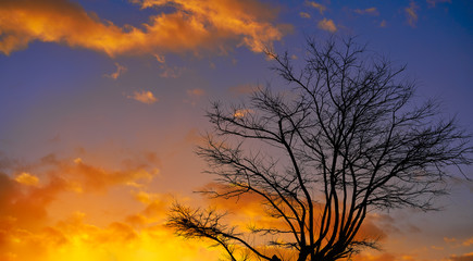 Sunset tree silhouette with orange clouds