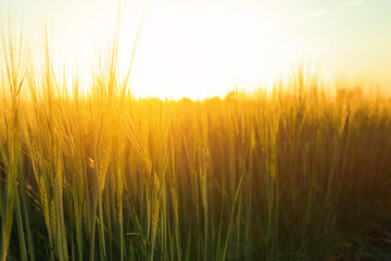 Fototapeta premium View of beautiful wheat field with green spikelets
