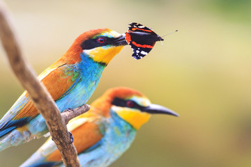 pair of exotic bird with a colored butterfly in the beak