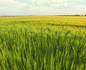 View of beautiful wheat field with green spikelets