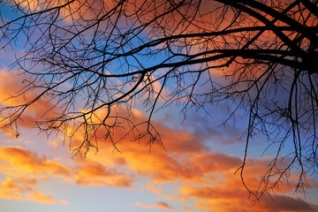 Sunset tree silhouette with orange clouds