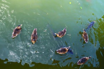Ducks with fish in a pond. View from above. Nature.