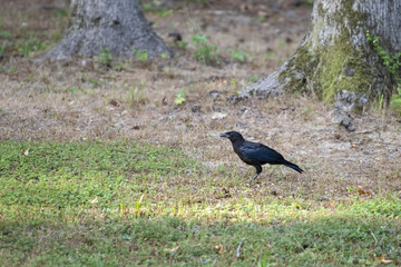 crow