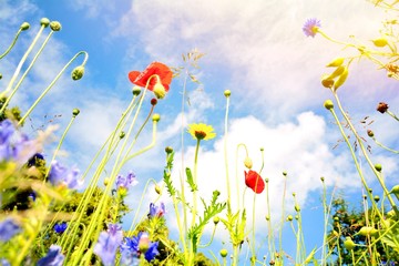 Blumenwiese - Sommerblumen - Wildblumen