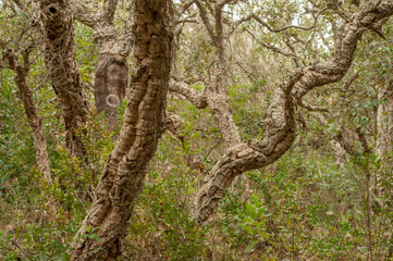 Old dry cork trees in the forest, Portugal