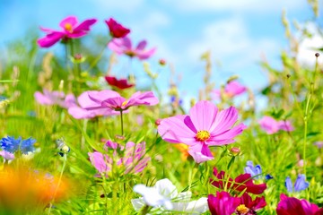 Obraz na płótnie Canvas Blumenwiese - Sommerblumen - Wildblumen