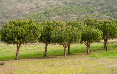 Fototapeta premium Green trees on the field