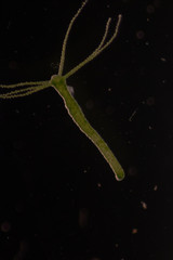 Hydra is a genus of small, fresh-water animals of the phylum Cnidaria and class Hydrozoa under the microscope for education.